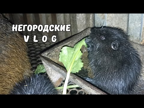 Видео: Свекольный и тыквенный сезон для НУТРИЙ. 06.10.25