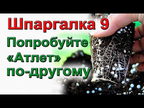 Видео: Мой способ применения "Атлета" для мощных корней рассады.  ШПАРГАЛКА №9