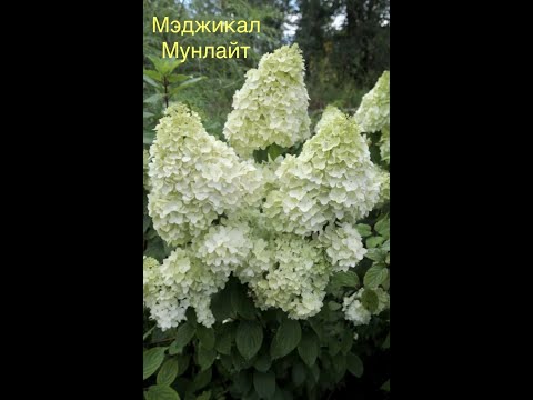 Видео: #Зеленоечеренкование#метельчатойгортензии#Укоренениеодревесневших черенков#результат#ДаймондРуж.