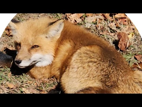 Видео: Создание связи на линии, эпизод 2