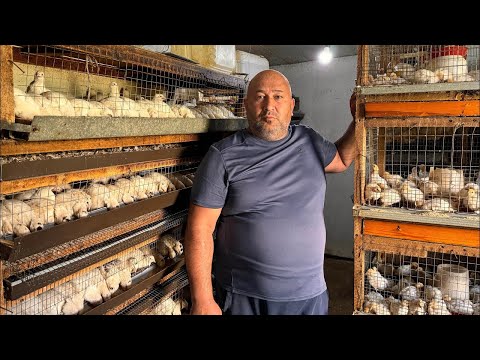Видео: Ужин из перепелов на костре | Традиционная готовка в лесу