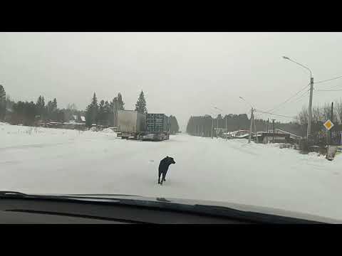 Видео: Перевал Култук после метели... (еду на Байкал)