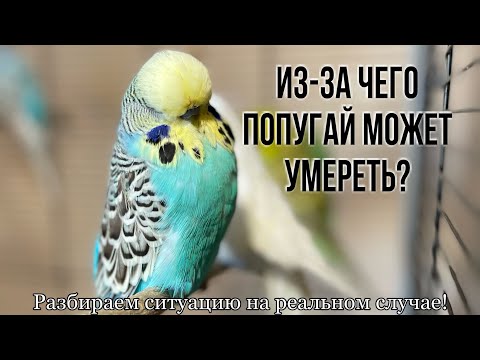 Видео: Почему умер попугай? Содержание попугая в плохих условиях