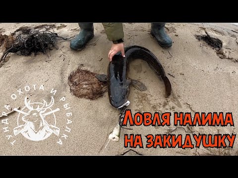 Видео: Рыбалка. Налим на закидушку Северная Якутия