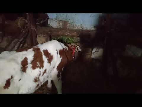 Видео: Снять сглаз у коров. Очень старинный совет.