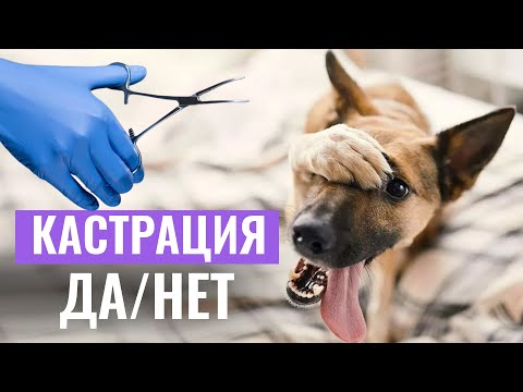 Видео: ✂️КАСТРИРОВАТЬ ИЛИ НЕТ? Кастрация и изменения в поведении собаки: есть ли связь?