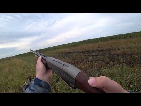 Видео: Первая охота с Дратхааром на фазана