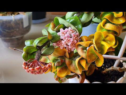 Видео: Похоже хойя компакта решила повторить прошлый год. А публикалис и карноза еще не определились)