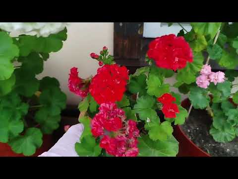 Видео: v13*ИВ Сольвейг, розебуды, Ая пеларгонии.  13 сентября. 