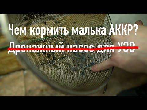 Видео: Чем кормить малька австралийского рака. Дренажный насос для УЗВ. Осетр.