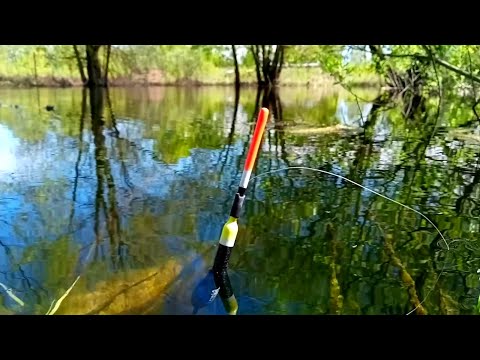 Видео: ЭТО ОЗЕРО КИШИТ КРУПНЫМИ КАБАНЧИКАМИ!!!