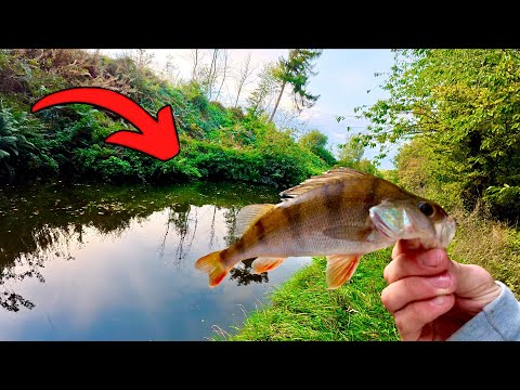 Видео: Ловля окуня на сверхлегкую приманку принесла мне удачу!