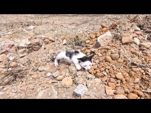 Видео: Спасение беспомощного котёнка, ползущего по дороге – Выживет ли она?