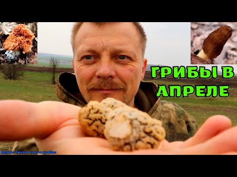 Видео: В Воронежской области пошли в рост степные сморчки | нашёл 7 видов весенних грибов