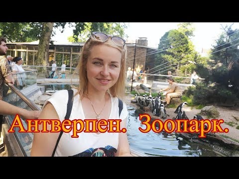 Видео: Бельгия. Антверпен. Зоопарк.
