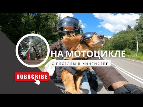 Видео: Путешествие на мотоцикле с собакой 🐾 Едем с Бетти в Кингисепп отмечать мой Birthday 🥳