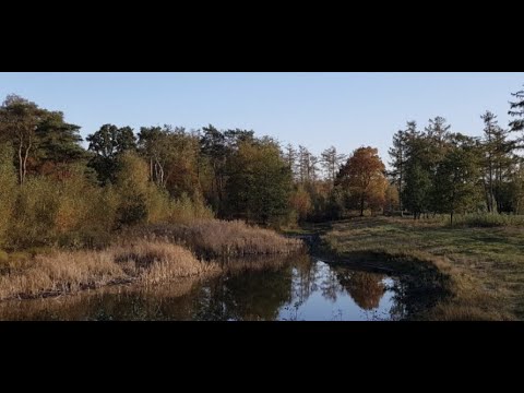 Видео: Прогулка в лесу Де Леемпутен рядом с Дорст, Северный Брабант