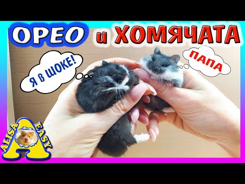 Видео: СМЕШНЫЕ ХОМЯЧАТА / ЗНАКОМЯТСЯ С ПАПОЙ ОРЕО / Утро Хомки / Alisa Easy Pets