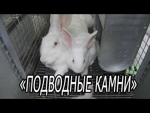 Видео: ГЛАВНЫЕ ПРОБЛЕМЫ ДОМАШНЕГО КРОЛИКОВОДСТВА.