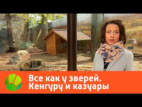 Видео: Все как у зверей. Кенгуру и казуары | Живая Планета
