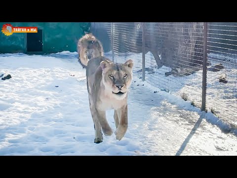 Видео: Танцующий лев и поющие львицы! Как же они скучают по людям! Тайган. Lions life in Taigan.