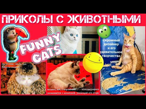 Видео: Лохматые коты😆😸 крыс Борис 🥳🤩 #приколыскотами #мемы 