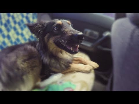 Видео: Один день из жизни бездомного пса