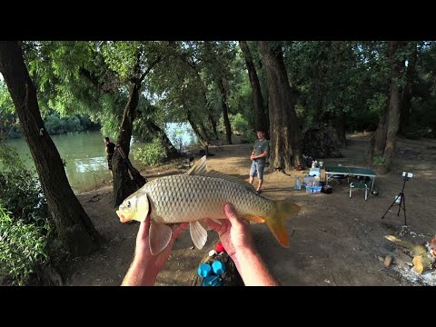 Видео: ЛОВЛЯ ДИКОГО САЗАНА НА КУБАНИ(река КУБАНЬ)!РЫБАЛКА С НОЧЕВКОЙ.ЗАПЕЧЕННЫЙ КАРТОФЕЛЬ В УГЛЕ!!!