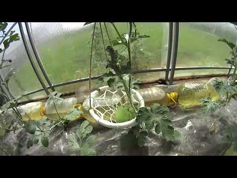 Видео: Арбузы в теплице 2021 г.