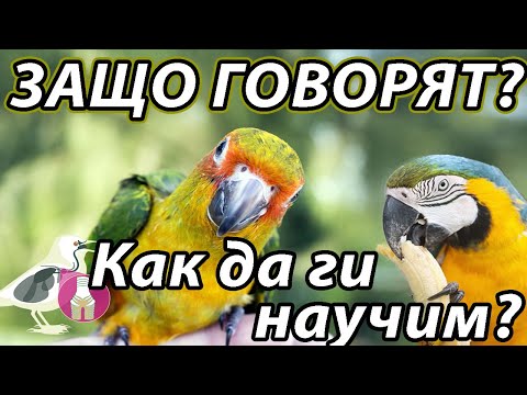 Видео: ЗАЩО И КАК ГОВОРЯТ ПАПАГАЛИТЕ?
