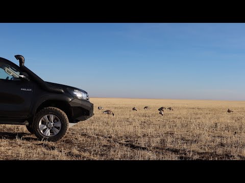 Видео: ОХОТА НА ГУСЕЙ НА ГРАНИЦЕ С КАЗАХСТАНОМ, ОСЕНЬ 2021, goose hunting