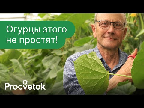 Видео: ЧЕГО НЕ ЛЮБЯТ ОГУРЦЫ? 8 непростительных ошибок, из-за которых вы теряете урожай!