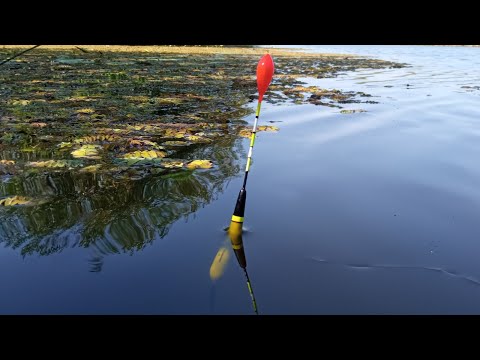 Видео: ЗАРОСЛІ ЛАТАТТЯ ПРОСТИ КИШАТЬ КРУПНЯКОМ. Рибалка на поплавок