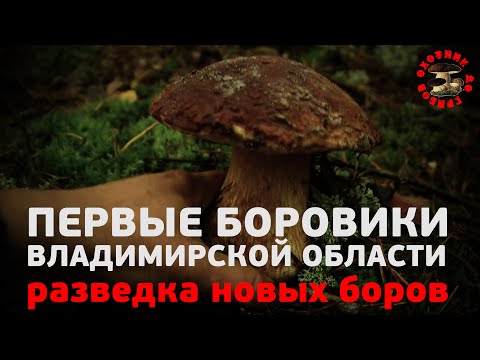 Видео: Первые боровики Владимирской области, разведка новых боров, сезон 2020. И мой первый в жизни боровик