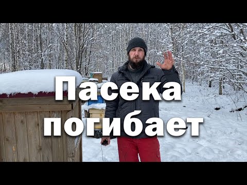 Видео: Пасека погибает, пока не знаю что делать.