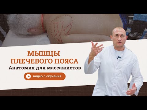 Видео: Мышцы плечевого пояса. Циванюк Антон Владимирович