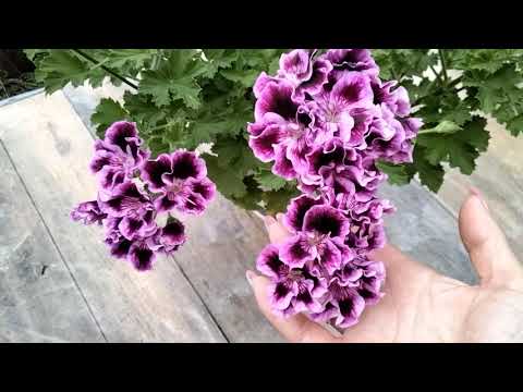 Видео: #177.Королевские пеларгонии, видео-каталог часть 7.