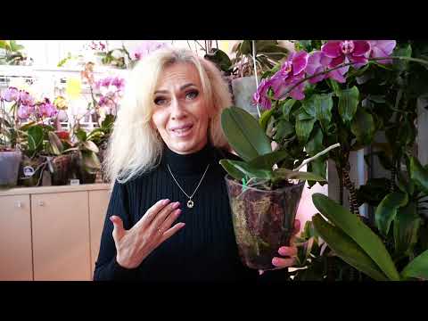 Видео: Я ЛЮБИТЕЛЬ, НЕ УЧИТЕЛЬ. У меня особенный подход. Заказала. ЦЕНЫ 👍. Есть новинка. Для неё самое время