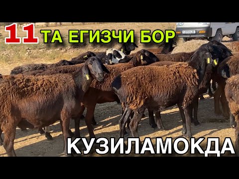 Видео: 45 ТА ТУК БУГОЗ КУЙ СОТИЛАДИ! 11 ТАСИ ЕГИЗЧИ КУЙЛАР! НАРХЛАРИ АРЗОН БУЛАДИ! 