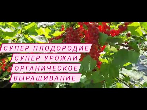 Видео: Правильное земледелие Плодородие Урожайный сад