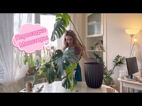 Видео: Пересадка - болталка  монстеры.