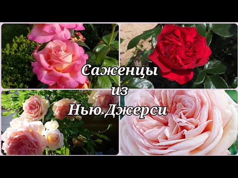 Видео: Саженцы роз из питомника Нью Джерси, 18.03.23