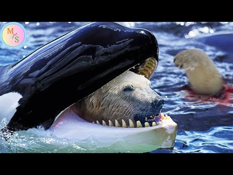 Видео: Экстремальные Битвы Животных, Снятые на Камеру!