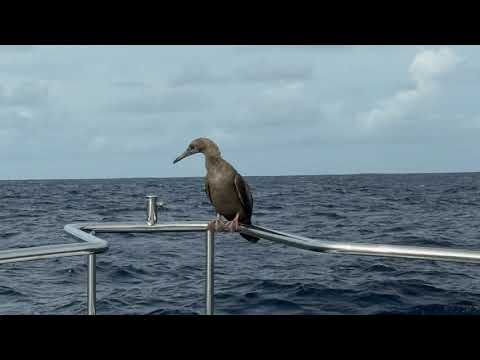 Видео: Доставка яхты Nordhavn 76 из Сиэтла на Гавайи, ДНИ 9-11, прибытие на острова