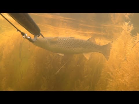 Видео: Кефаль. Бухта Филипповского 2018. Подводная охота. Владивосток.