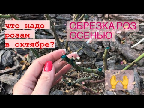 Видео: Обрезка роз осенью 🍂 что важно сделать розам в октябре 🍂 пять видов обрезки 🍂