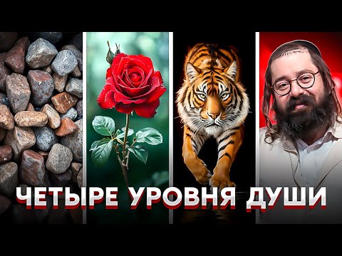 Видео: Каббала и Четыре Уровня Души // Пятый лишний? Какой уровень души активирован?  Рав Элияу Гладштейн