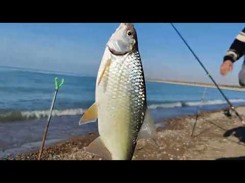 Видео: Осенний онлайн - жор крупной воблы ! Капчагай . Насосные . 16.10.2025.