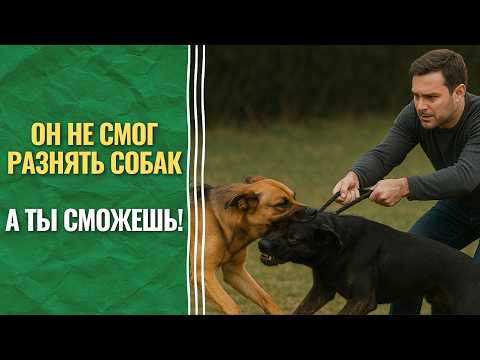 Видео: Как разнять драку собак — способ, о котором никто не говорит!