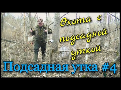 Видео: Подсадная утка и охота с ней #4. Охота весной, на весеннего селезня с подсадной уткой.
